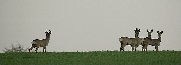 Rehe bei Tiefthal (aufgenommen am 31.03.2021 E. Schön)