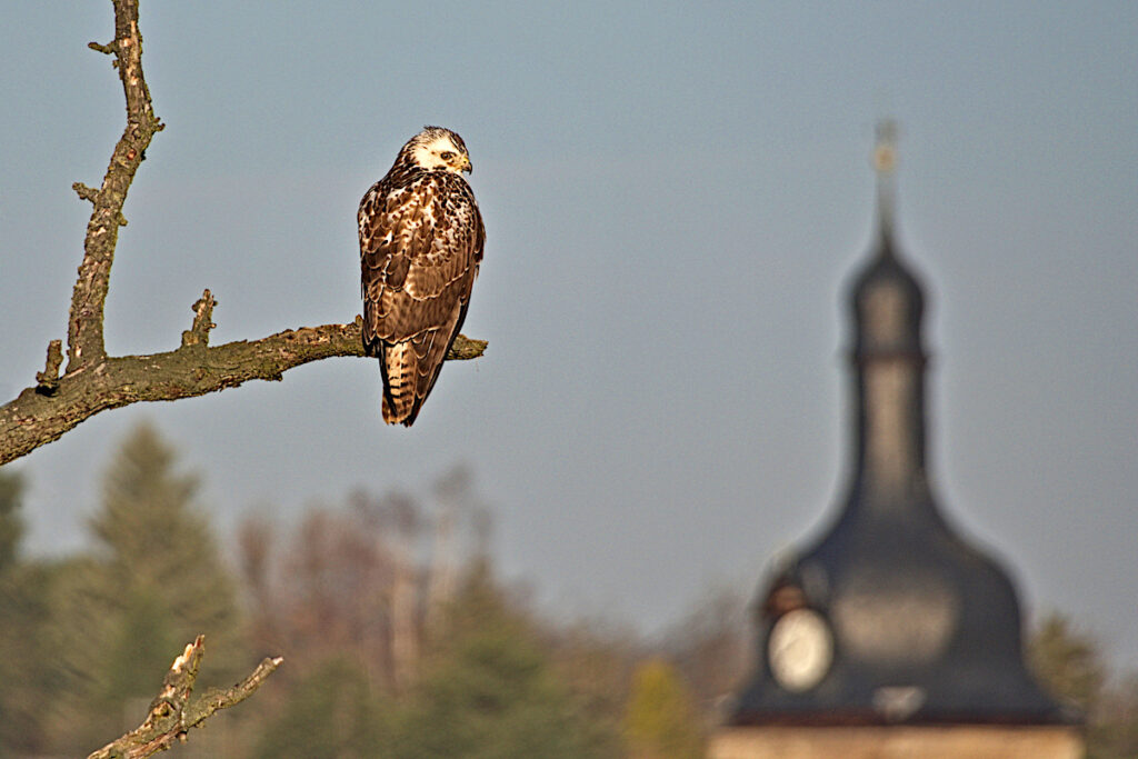 Bussard auf dem Krähenberg (Foto: E. Schön)